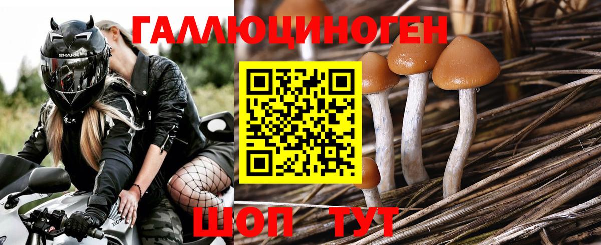Северск  Галлюциногенные грибы Psilocybe  Псилоцибиновые грибы ЛСД  Вход с VPN 